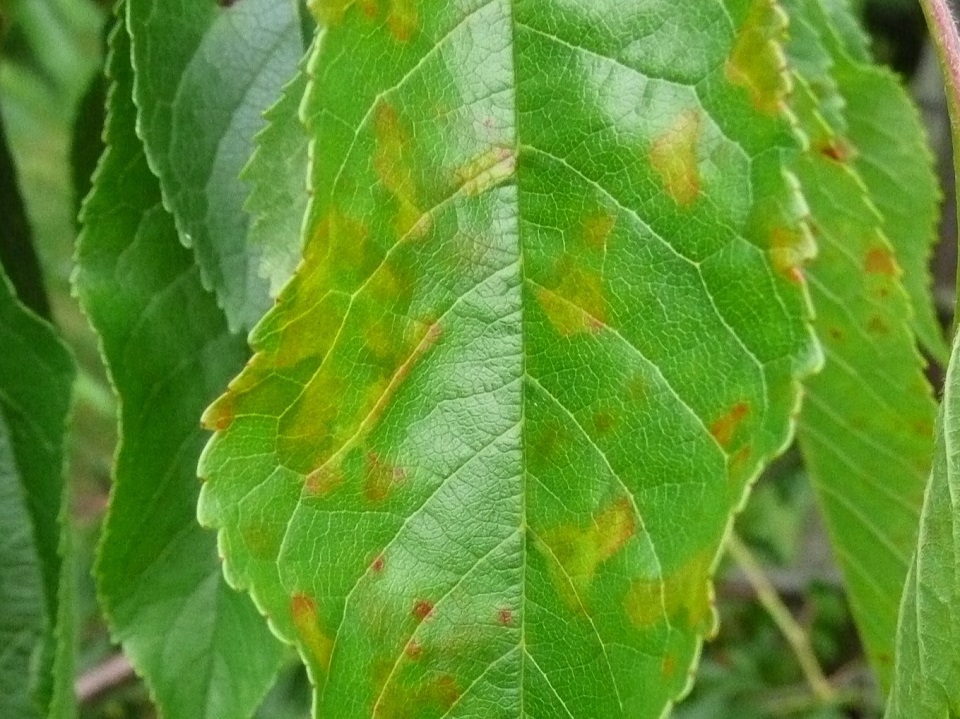 Freiding_15_06_2010_Pseudomonas_auf_Kirsche (4zu3).JPG